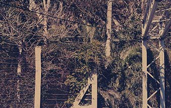 a_taut_line_mutual_prints