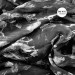 The KVB - Of Desire